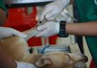 Continúa el operativo gratuito de Zoonosis 