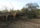 Policía Ambiental de Córdoba evitó desmontes en Chipión y Arroyito
