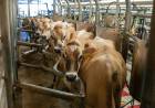 La producción de leche en Santa Fe es la más baja en 30 años