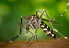 Descubre que el Aedes aegypti sufrió una mutación genética que los hace resistentes a insecticidas 