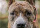 Incidente en barrio La Milka: un pitbull atacó ferozmente a un caniche