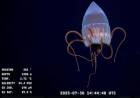 Este domingo finaliza la expedición científica en el cañón submarino Mar del Plata