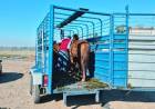 Secuestran 11 caballos sueltos en barrio 9 de Septiembre