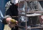 Altos de Chipión: Ambiente liberó 40 aves y un mamífero