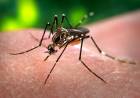 El Ministerio de Salud confirmó tres nuevos casos autóctonos de chikungunya en Córdoba capital