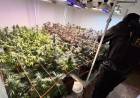 Cayó en Alicia pareja acusada de usar una ONG para producir y vender marihuana