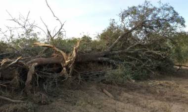Policía Ambiental de Córdoba evitó desmontes en Chipión y Arroyito