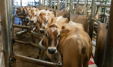 La producción de leche en Santa Fe es la más baja en 30 años