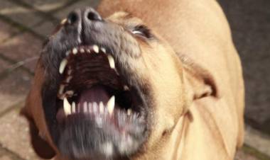 Un perro Pitbull atacó a su perro "salchicha" y lo mató a puñaladas 