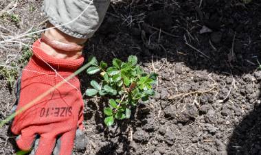 El gobierno provincial presentó el protocolo de acciones para la Restauración Ambiental posfuego
