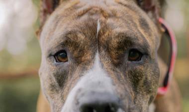 Un pitbull atacó y mató a un caniche en la Plaza Cívica