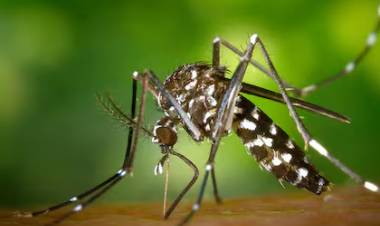 Un extracto de piel de maní inhibe el virus del dengue en diferentes etapas