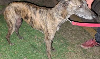 Brinkmann: detienen a sujeto por intentar negociar el rescate de un perro robado