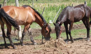 Municipio e IPEA 222 producen alfalfa para alimentar a caballos incautados en la vía pública
