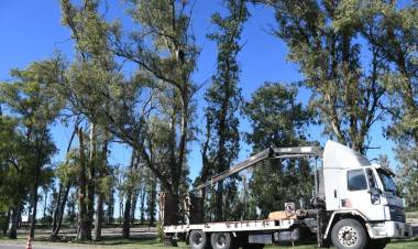 Tras relevamiento el municipio interviene los eucaliptus de Av. Maipú