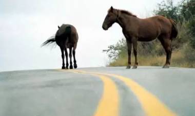 Frontera: un auto impactó contra un caballo y dejó una mujer lesionada
