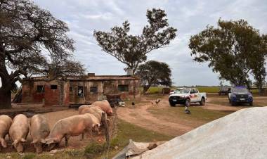 Colonia San Bartolomé: restringen el traslado de unos 200 cerdos por casos de triquinosis en la provincia