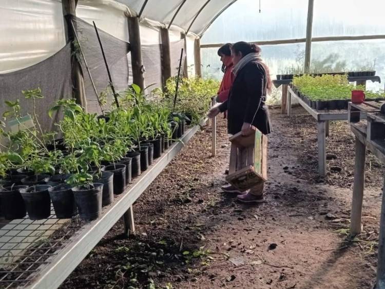 Frontera suma acciones para mejorar el arbolado público de la ciudad