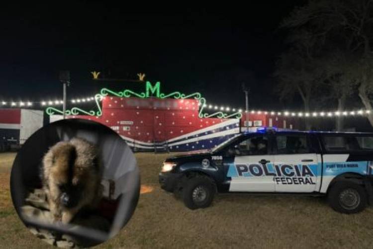 Rescataron a una mona carayá de 18 años en Pozo del Molle: estaba en un circo