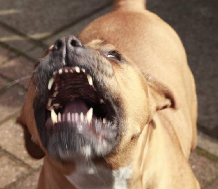 Un perro Pitbull atacó a su perro "salchicha" y lo mató a puñaladas 