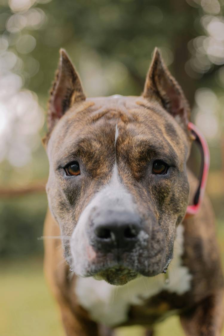 Un pitbull atacó y mató a un caniche en la Plaza Cívica