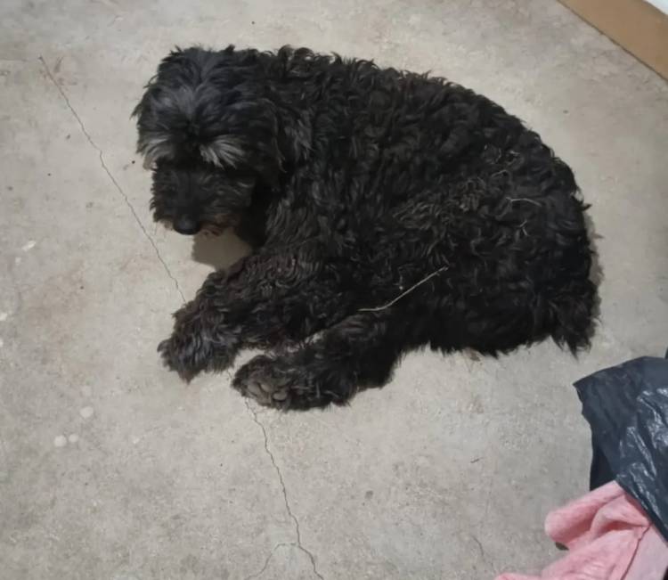Morteros: pitbull atacó a otro perro y le “arrancó” la pata trasera