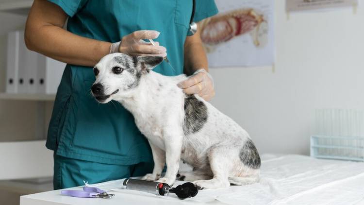 Cronograma para esta semana de la campaña gratuita de castración y vacunación antirrábica
