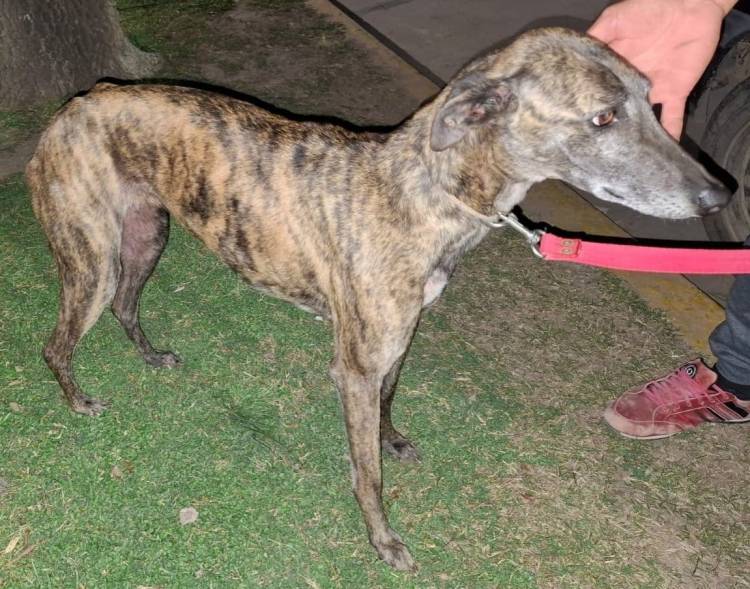Brinkmann: detienen a sujeto por intentar negociar el rescate de un perro robado