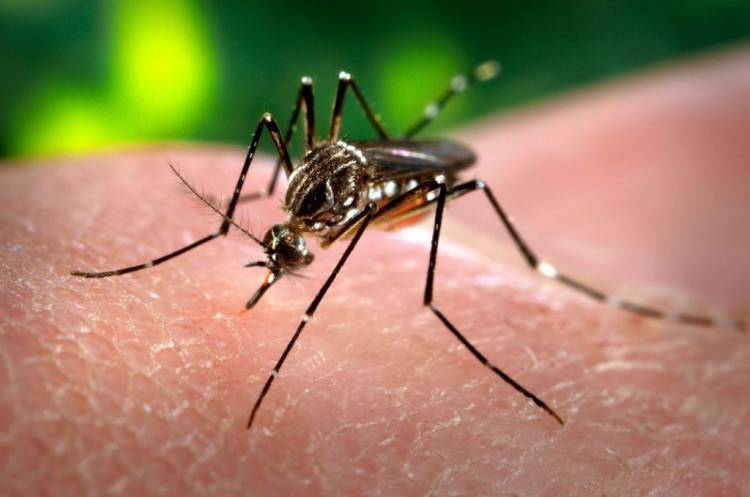 El Ministerio de Salud confirmó tres nuevos casos autóctonos de chikungunya en Córdoba capital