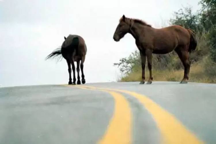 Frontera: un auto impactó contra un caballo y dejó una mujer lesionada